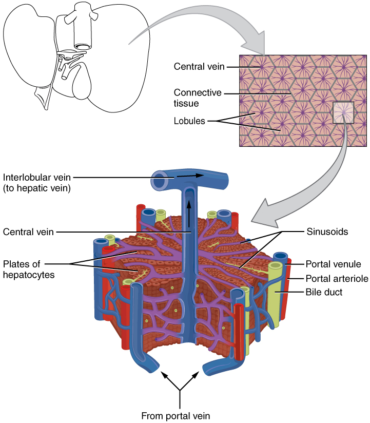 OpenStax microscopic anatomy diagram of liver lobules and hepatic blood flow.